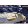 NEVIS Method Carp Feeder 300MH 40-100g Feeder prút