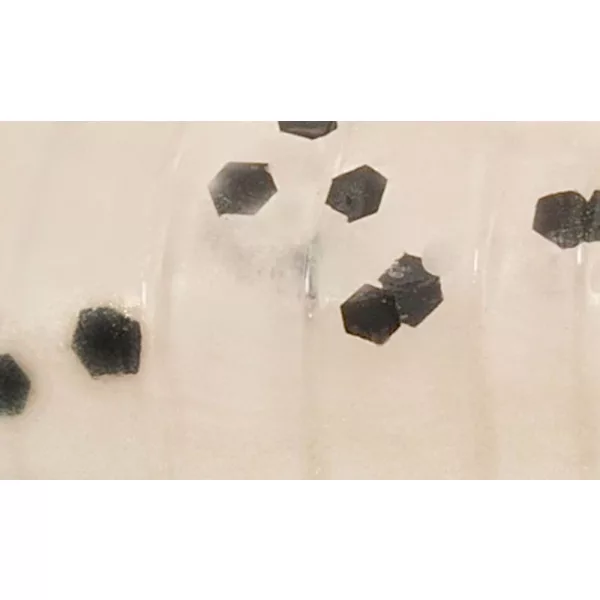 Rapture ULC Water Shrimp 6,2cm 1gr Pearl Blue Mäkká gumená nástraha 8ks