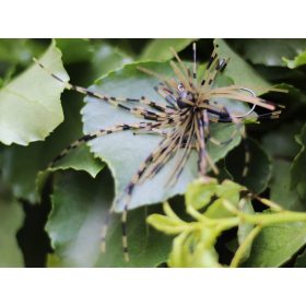 Rapture Fiz Jig C05 2,5gr #04 Špeciálna nástraha 2ks