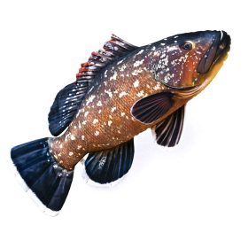 EnergoTeam The Dusky Grouper 100cm Rybí Vankúš