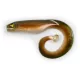 Black Cat Mega Curl Tail Eel 22cm 29gr Plastov&aacute; N&aacute;straha
