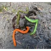 Iron Claw Drop Stuff Crawler WB 7,5cm Plasztik Csali 22db
