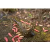 Korum Camo Window Feeder Krmítko 30g