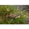 Korum Camo Window Feeder Krmítko 30g