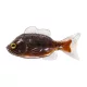 Livetarget Sunfish Unrigged Hnedo-čierna 8,5cm Gumová slnečnica 4ks