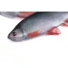 Fox Rage Ultra Natural Roach Fillet 6cm Plasztik Csali 4db