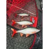 Fox Rage Ultra Realistic Roach Replicant Plotica Plastová Nástraha 18cm 80gr