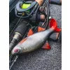 Fox Rage Ultra Realistic Roach Replicant Plotica Plastová Nástraha 18cm 80gr