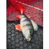 Fox Rage Ultra Realistic Perch Replicant Ostriež Plastová Nástraha 10cm 22gr