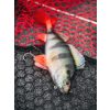 Fox Rage Ultra Realistic Perch Replicant Plastová Nástraha Ostriež 14cm 52gr