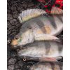 Fox Rage Ultra Realistic Perch Replicant Plastová Nástraha Ostriež 14cm 52gr
