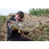 Fox Rage Bulk Loaded Zander Pro Shads UV Firetiger 10cm 4/0 10gr Plastová nástraha